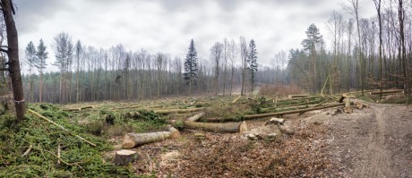 Smutná realita některých lesů na Moravě_18-12-2018