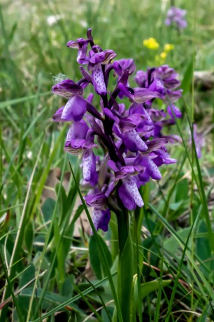 jaro f - orchidej 7-5-2019