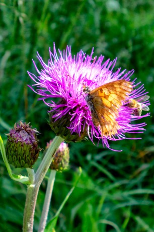 motýl-a-včela-pracují_24-6-2019