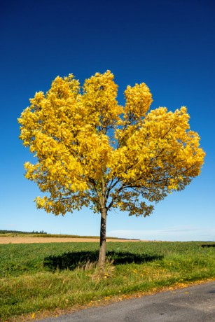 strom-mistrovsky-přebarvený-podzimem