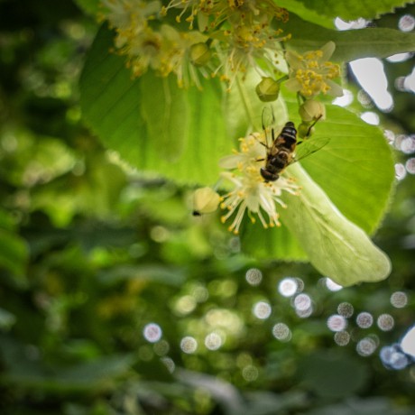 Včelička-koštuje-lipový-květ