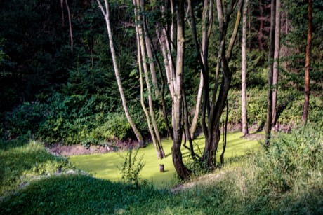 Jezírko-v-lese
