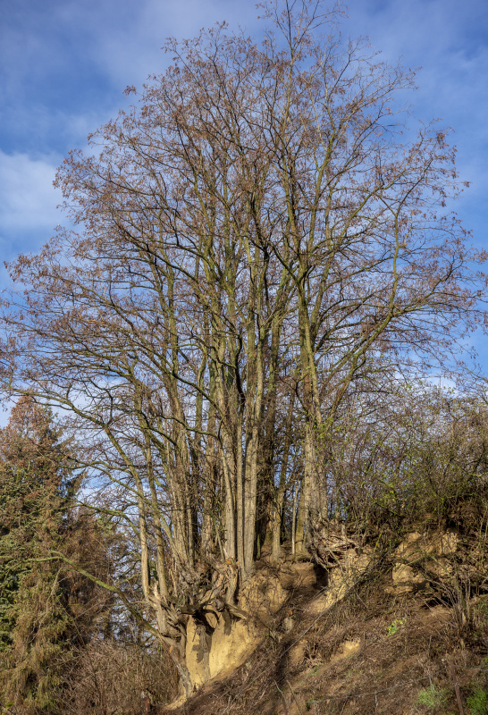 Stále stojí dosud rovně_4-12-2018