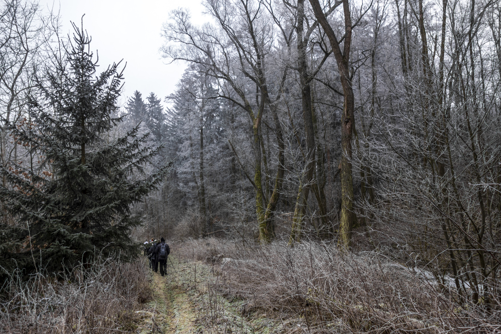 Podél Přemyslovského potoka d 22-1-2019