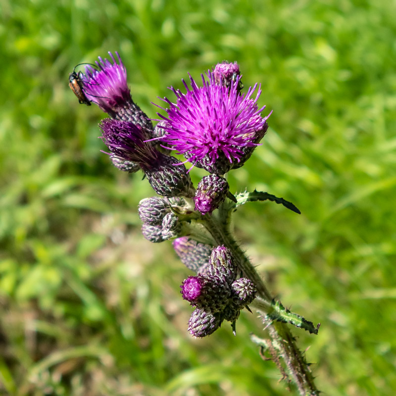 brouček-na-květu_26-6-2019