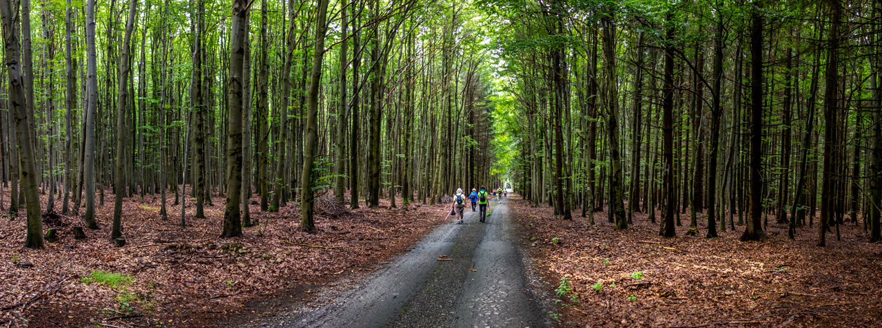 všude-rostly-houbičky_13-8-2019