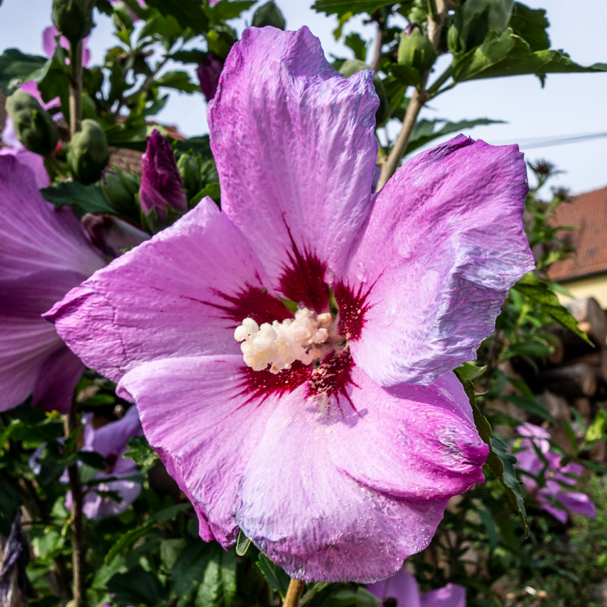 kvítko_2_27-8-2019