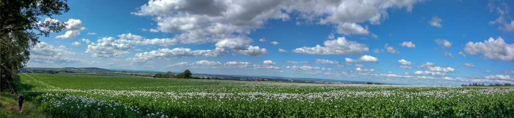 úchvatný-makový-lán