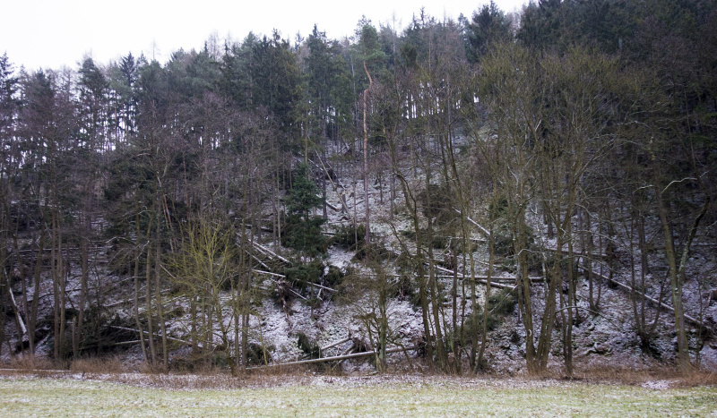 poraneny_les