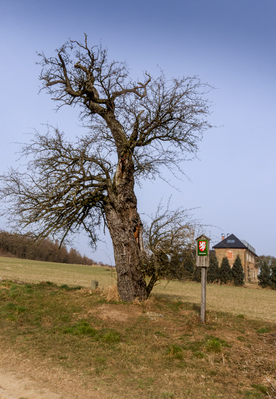 Památná-hrušeň-u-Lusthósu