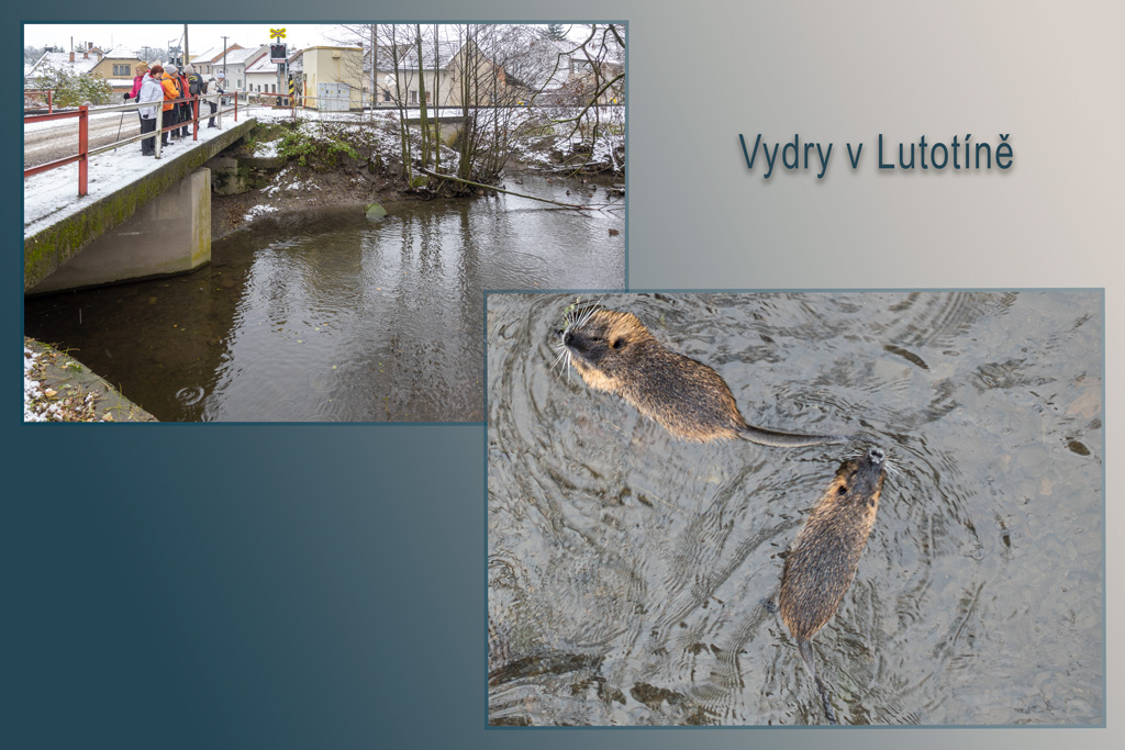 Vydry-v-Lutotíně