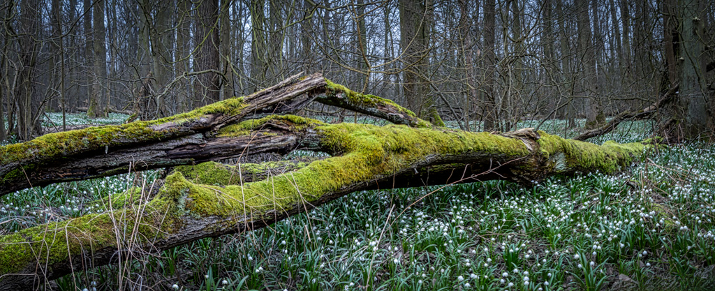 Příroda-okolo-nás-5_5.3.2024