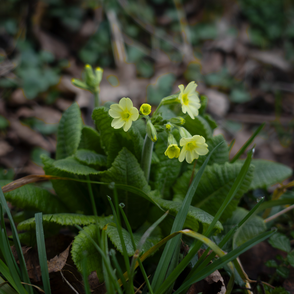 Příroda-okolo-nás-11_5.3.2024