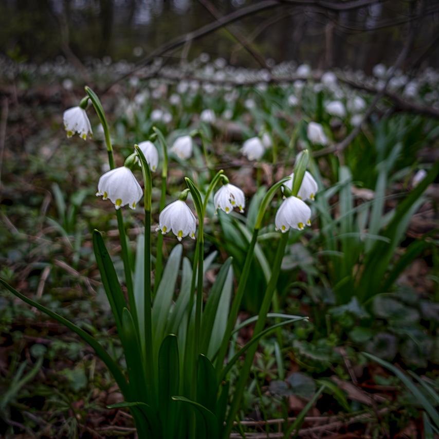 Příroda-okolo-nás-12_5.3.2024