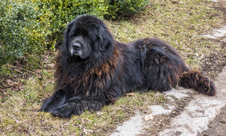 klidny_hlidac_na_farme_27-3-2018